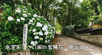 【2025年最新版】氷室あじさい坂の紫陽花を完全ガイド！見頃、アクセス、楽しみ方まで徹底解説