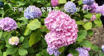 300万輪の紫陽花が咲き誇る楽園！下田公園の紫陽花を徹底ガイド【2025年最新版】