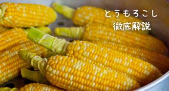 【決定版】とうもろこしを味わい尽くす！旬の時期から保存方法、絶品レシピまで徹底解説