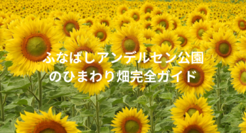 ふなばしアンデルセン公園のひまわり2025年最新情報！見頃やアクセス、楽しみ方を徹底解説