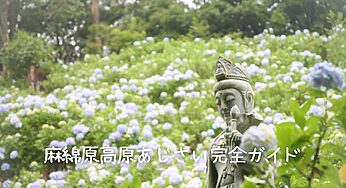 【2025年最新版】麻綿原高原のあじさい、見頃や楽しみ方、アクセス方法を徹底解説！