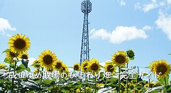 【2025年最新】成田ゆめ牧場のひまわり畑を完全ガイド！見頃・アクセス・楽しみ方まとめ🌻