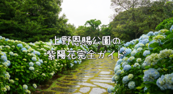上野恩賜公園の紫陽花を完全ガイド！2025年の見頃・穴場スポット・アクセス情報