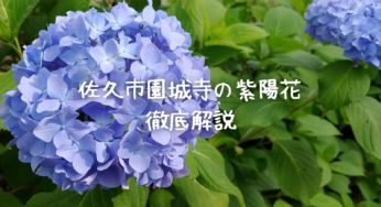 【2025年最新版】佐久市・園城寺の紫陽花を完全ガイド！見頃、アクセス、周辺情報まで徹底解説