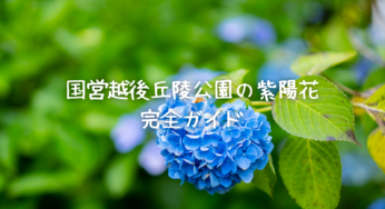 【2025年最新版】国営越後丘陵公園の紫陽花を徹底解説！見頃・アクセス・見どころ完全ガイド