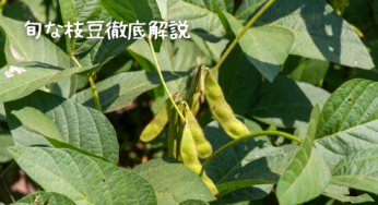旬な枝豆を徹底解説！基本知識、美味しい食べ方から保存方法まで