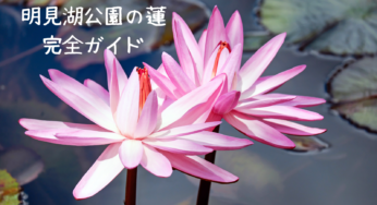 2025年最新版｜明見湖公園の蓮、見頃とアクセス、楽しみ方完全ガイド：富士山を望む絶景蓮池へ