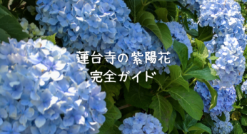 蓮台寺（長野市）の紫陽花を満喫するための完全ガイド：見頃やアクセス、周辺情報も徹底解説