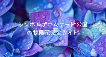 シンボルプロムナード公園の紫陽花を徹底解説！2025年の見頃やアクセス、楽しみ方まで