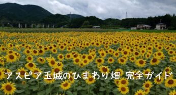 【2025年最新】アスピア玉城のひまわり畑を徹底解説！見頃や楽しみ方、アクセス情報まとめ