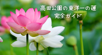 【2025年最新】高田公園「東洋一の蓮」完全ガイド：見頃や楽しみ方、アクセス情報も！