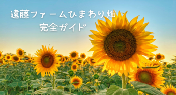 【2025年最新】熊谷・遠藤ファームのひまわり畑へ行こう！見頃・アクセス・楽しみ方完全ガイド