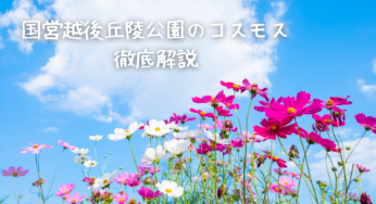 【2024年版】国営越後丘陵公園のコスモス：見頃や楽しみ方を徹底解説！