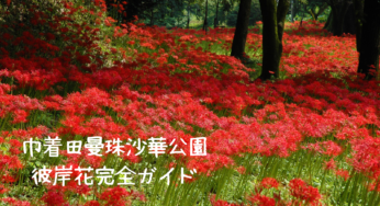 【2025年最新】巾着田曼珠沙華公園の彼岸花を100%楽しむための完全ガイド