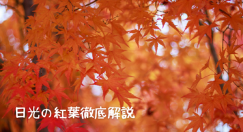 日光の紅葉🍁徹底ガイド：見頃や穴場スポット、アクセス情報まで徹底解説！