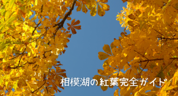 相模湖の紅葉を満喫するための完全ガイド：見頃時期から穴場スポット、アクセス情報まで