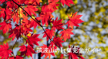 【2025年最新版】秋の筑波山の紅葉！ 疑問や悩みを解決する完全ガイド