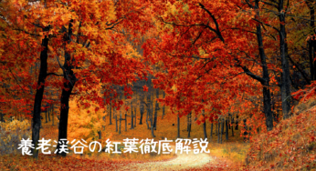 養老渓谷の紅葉🍁：紅葉の見頃はいつ？疑問解消＆完璧プランニング徹底解説
