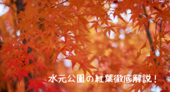 水元公園の紅葉、見頃や楽しみ方、アクセス方法を徹底解説！