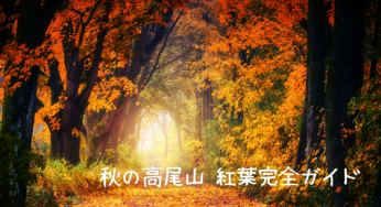 【2024年版】秋の高尾山 紅葉を楽しむための完全ガイド
