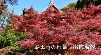 【本土寺の紅葉2024】燃えるような赤の世界へ！見頃やアクセス、撮影のコツまで徹底解説！