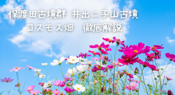 保渡田古墳群 井出二子山古墳のコスモス畑を満喫する！見どころ＆楽しみ方徹底解説