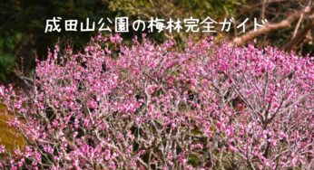 【2025年版】成田山公園の梅林を満喫する！見頃、アクセス、穴場スポットまで徹底ガイド