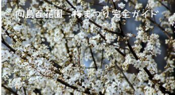 向島百花園　梅まつりで春の訪れを感じよう！見どころ＆楽しみ方ガイド