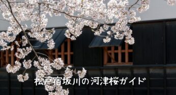 【2025年版】松戸宿坂川の河津桜完全ガイド：アクセス・駐車場・周辺情報も