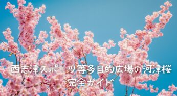 西志津スポーツ等多目的広場の河津桜：早春を彩るピンクの絶景