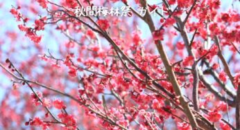 秋間梅林祭2025：絶景の梅とイベント情報満載！完全ガイド