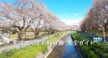 見沼田んぼの桜回廊2025完全ガイド！開花情報から穴場スポットまで