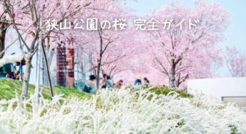 【2025年版】狭山公園の桜を徹底解説！見頃、穴場スポット、イベント情報満載