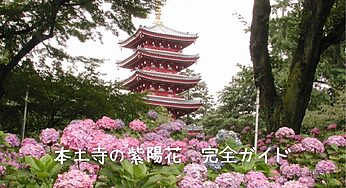 【2025年最新】本土寺（松戸）の紫陽花を120％楽しむ完全ガイド：見頃・混雑・アクセス情報