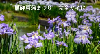 葛飾菖蒲まつり完全ガイド！2025年の見どころ・アクセス・楽しみ方まとめ