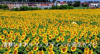 清瀬ひまわりフェスティバル2025完全ガイド：見どころ、アクセス、周辺情報徹底解説！