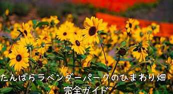 【2025年最新】たんばらラベンダーパークのひまわり畑ガイド！ラベンダーとの競演も徹底解説