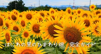 【2025年最新】高崎「はにわの里」のひまわり畑へ行こう！見頃・アクセス・楽しみ方完全ガイド