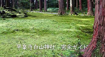 まるでジブリの世界！福井の神秘的な苔寺「平泉寺白山神社」の幻想的魅力と歩き方